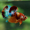 Multicolor/Galaxy Koi Plakat -16 weeks Old