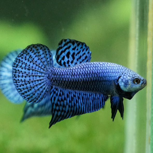 Alien Betta Plakat -11 weeks Old