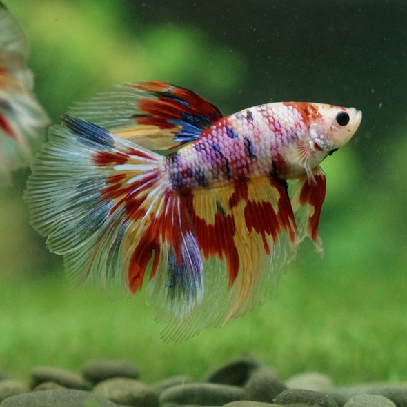 Galaxy/Candy Koi Halfmoon - 13 weeks old