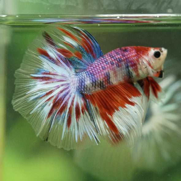 Galaxy/Candy Koi Halfmoon - 14 weeks old