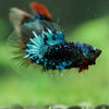 Black Base Galaxy/Candy Koi Halfmoon - 14 weeks old