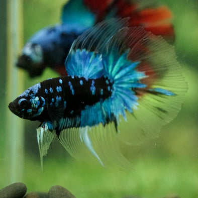Black Base Galaxy Koi Halfmoon (Avatar) - 14 weeks old