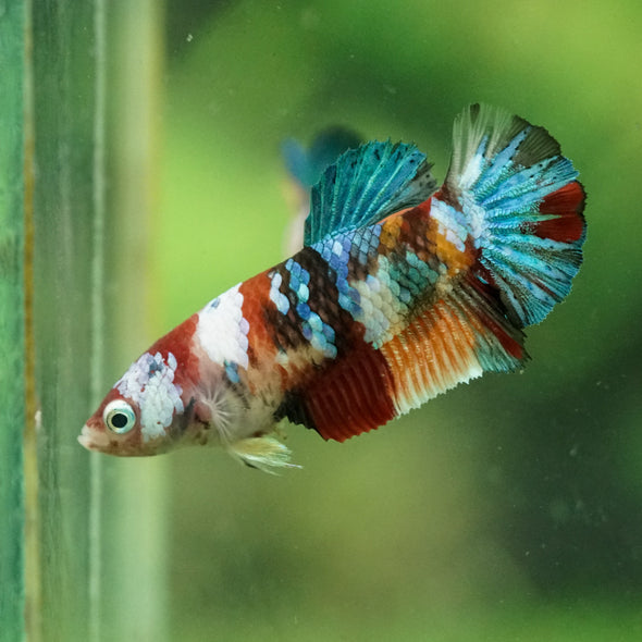 Multicolor/ Galaxy Koi Plakat- Female- 13 Weeks Old