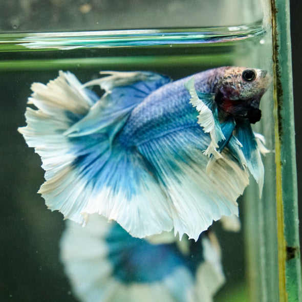 Dumbo Halfmoon - 12 weeks old