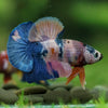 Multicolor/Galaxy Koi Plakat -16 weeks Old