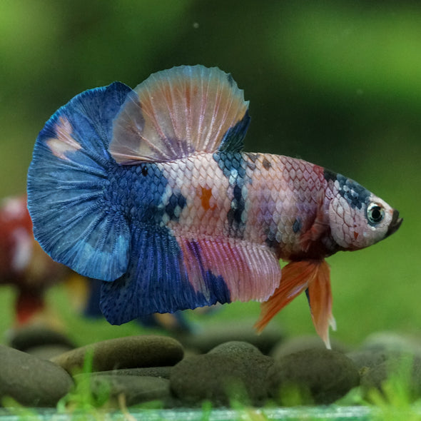 Multicolor/Galaxy Koi Plakat -16 weeks Old