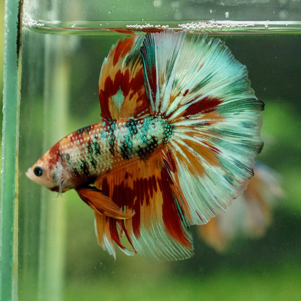 Galaxy/Candy Koi Halfmoon - 13 weeks old