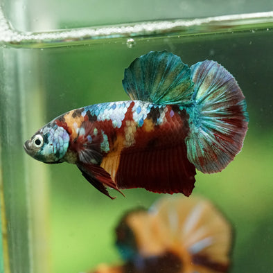 Multicolor/Galaxy Koi Plakat -16 weeks Old