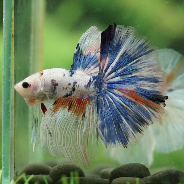 Galaxy/Candy Koi Halfmoon - 14 weeks old