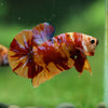 Multicolor/Galaxy Koi Plakat -16 weeks Old