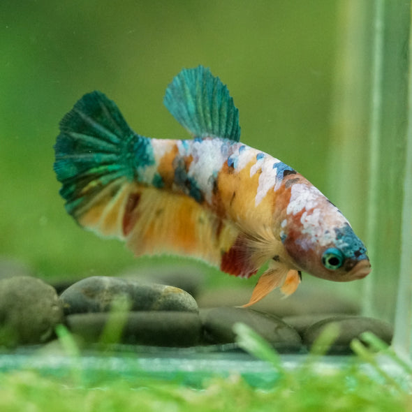 Multicolor/ Galaxy Koi Plakat- Female- 13 Weeks Old