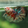 Galaxy/Candy Koi Halfmoon - 14 weeks old