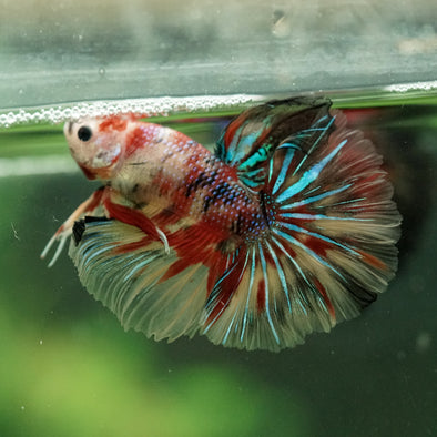 Galaxy/Candy Koi Halfmoon - 14 weeks old