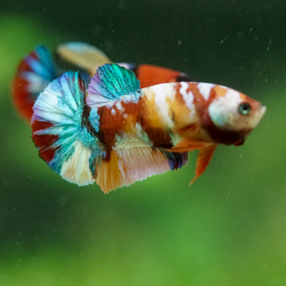 Multicolor/ Galaxy Koi Plakat- Female- 13 Weeks Old