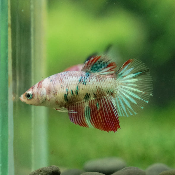 Multicolor/ Galaxy Koi Halfmoon - Female- 13 Weeks Old