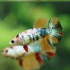 Multicolor/ Galaxy Koi Halfmoon- Female- 13 Weeks Old