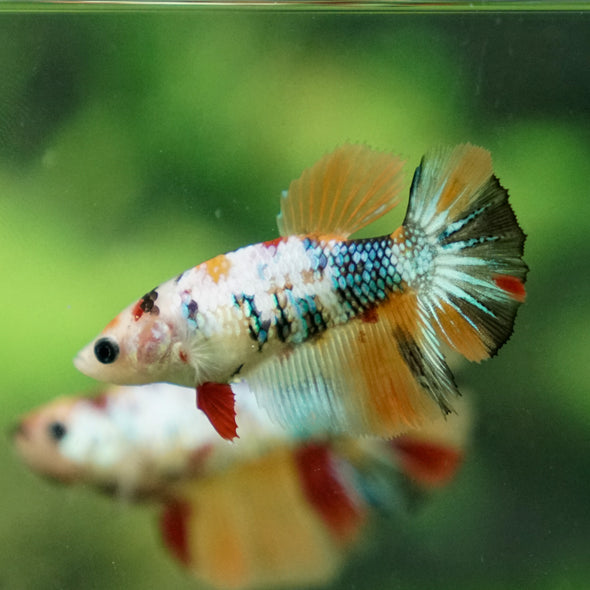 Multicolor/ Galaxy Koi Halfmoon- Female- 13 Weeks Old