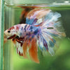 Galaxy/Candy Koi Halfmoon - 14 weeks old