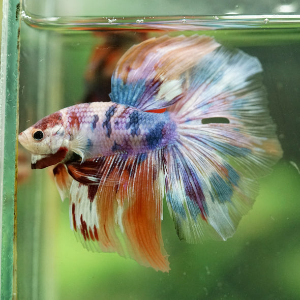 Galaxy/Candy Koi Halfmoon - 14 weeks old