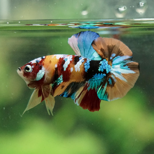 Multicolor/Galaxy Koi Plakat -16 weeks Old