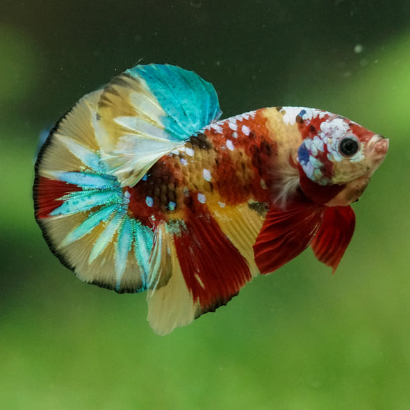 Multicolor/Galaxy Koi Plakat -16 weeks Old