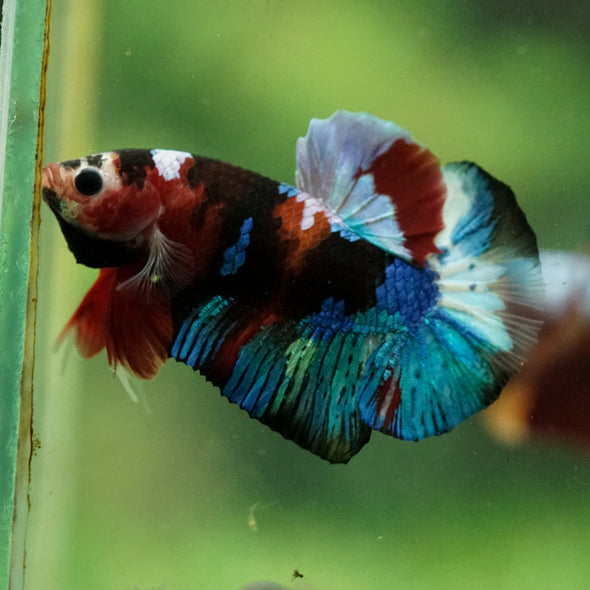 Multicolor/Galaxy Koi Plakat -16 weeks Old