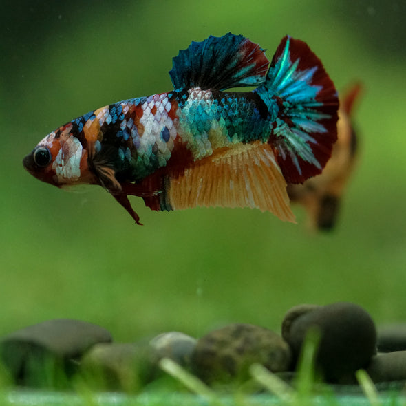 Multicolor/ Galaxy Koi Plakat- Female- 13 Weeks Old