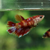 Multicolor/ Galaxy Koi Halfmoon - Female- 13 Weeks Old