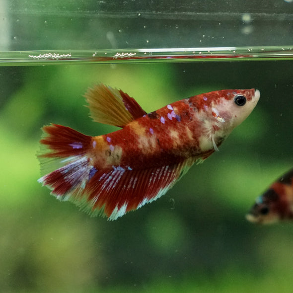 Multicolor/ Galaxy Koi Halfmoon - Female- 13 Weeks Old