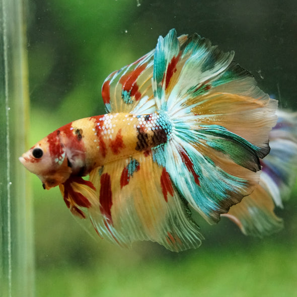 Galaxy/Candy Koi Halfmoon - 14 weeks old