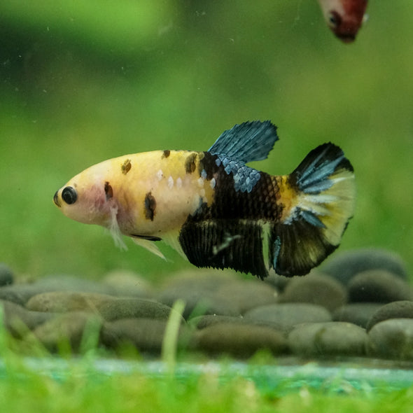 Multicolor/ Galaxy Koi Plakat- Female- 13 Weeks Old
