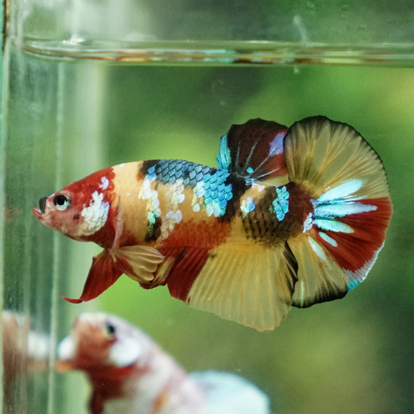 Multicolor/Galaxy Koi Plakat -11 weeks Old