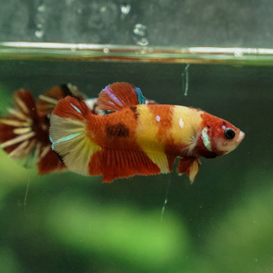 Multicolor/ Galaxy Koi Plakat - Female- 13 Weeks Old