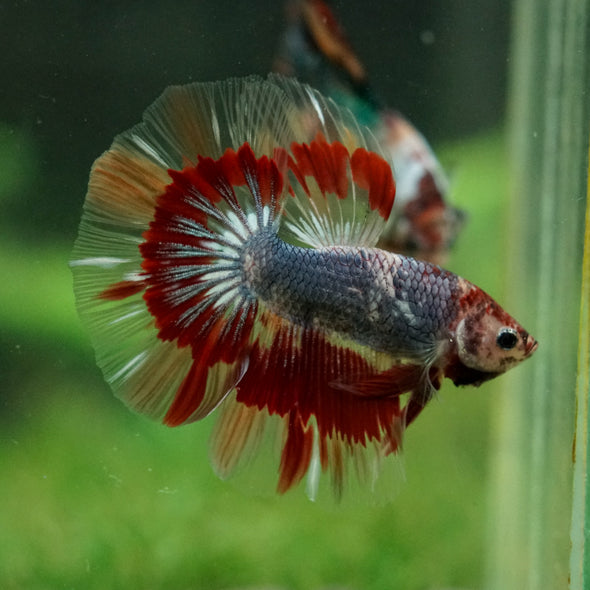 Galaxy/Candy Koi Halfmoon - 14 weeks old