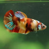 Multicolor/ Galaxy Koi Plakat- Female- 13 Weeks Old