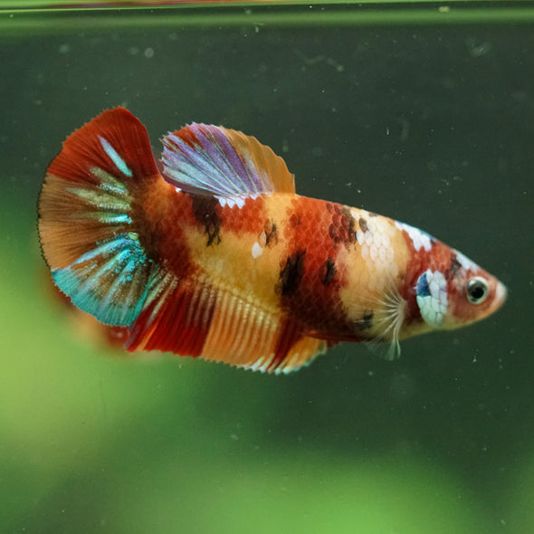 Multicolor/ Galaxy Koi Plakat- Female- 13 Weeks Old