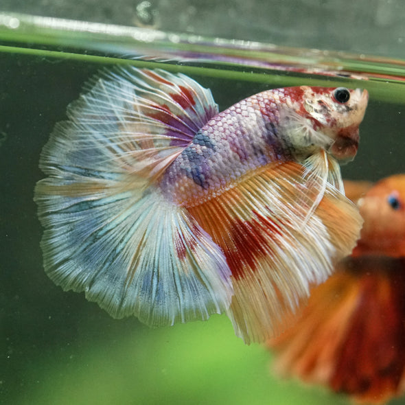 Galaxy/Candy Koi Halfmoon - 14 weeks old