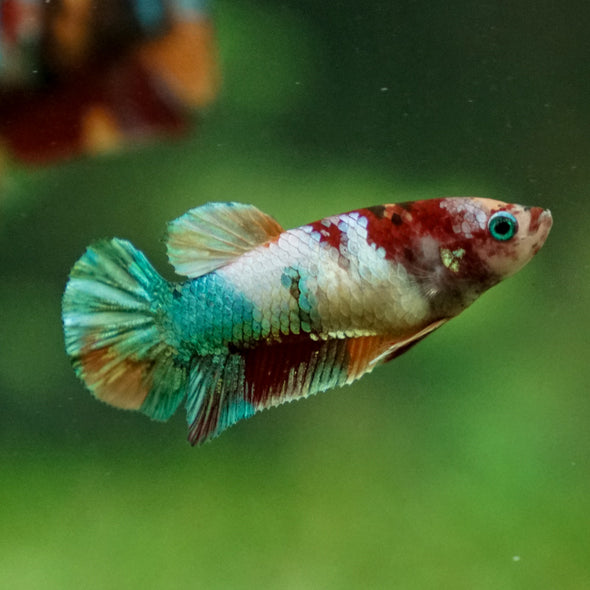 Multicolor/ Galaxy Koi Plakat - Female- 13 Weeks Old