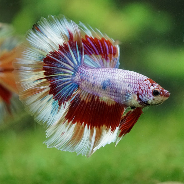 Galaxy/Candy Koi Halfmoon - 14 weeks old