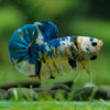 Multicolor/Galaxy Koi Plakat -16 weeks Old