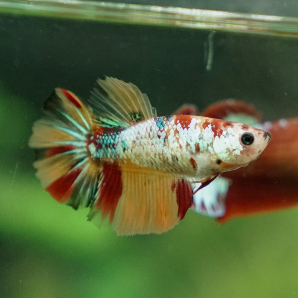 Multicolor/ Galaxy Koi Halfmoon- Female- 13 Weeks Old