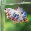 Multicolor/Galaxy Koi Plakat -16 weeks Old