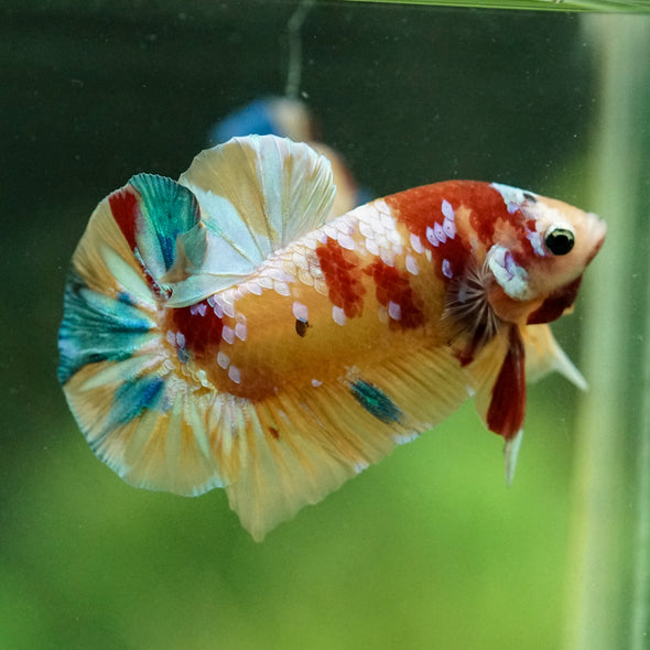 Multicolor/Galaxy Koi Plakat -15 weeks Old