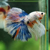Galaxy/Candy Koi Halfmoon - 14 weeks old