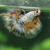 Galaxy/Candy Koi Halfmoon - 13 weeks old