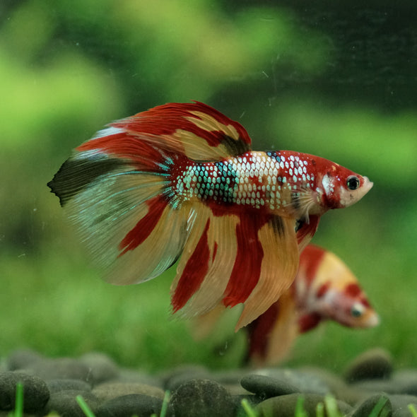 Galaxy Koi Halfmoon - 13 weeks old