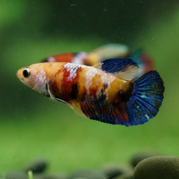 Multicolor/ Galaxy Koi Plakat- Female- 13 Weeks Old