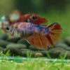 Multicolor/ Galaxy Koi Halfmoon- Female- 13 Weeks Old