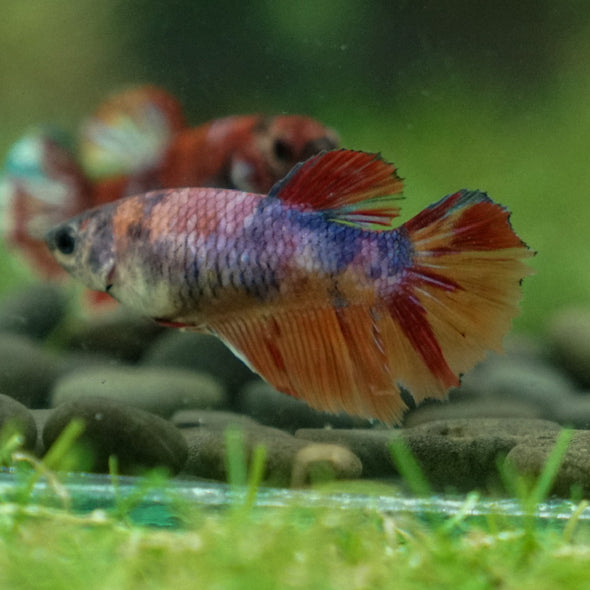 Multicolor/ Galaxy Koi Halfmoon- Female- 13 Weeks Old