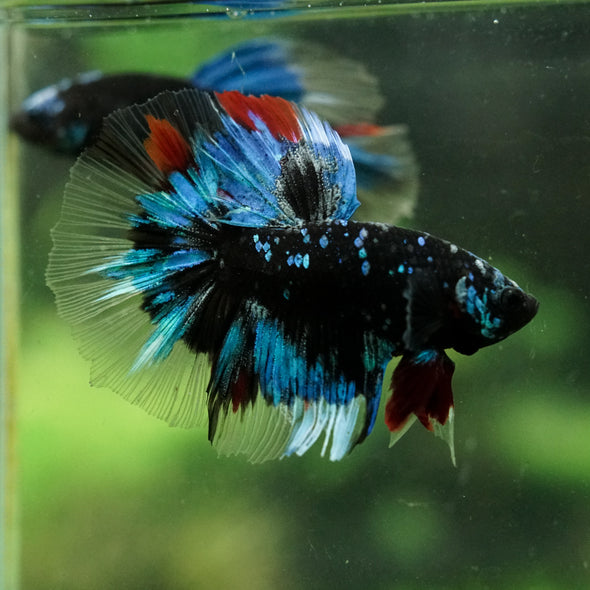 Black Base Galaxy Koi Halfmoon (Avatar) - 14 weeks old